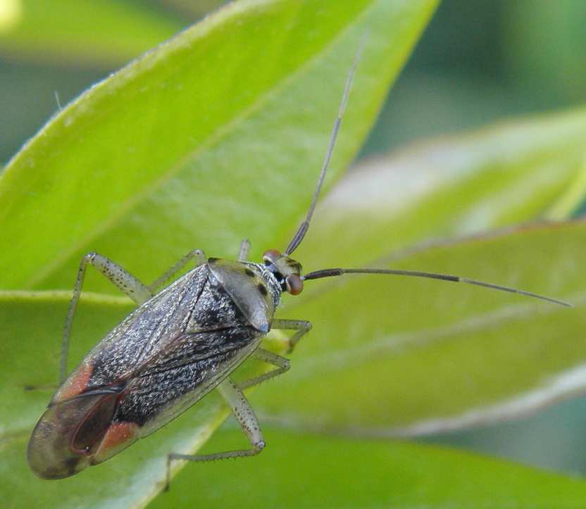 Miridae Closterotomus trivialis